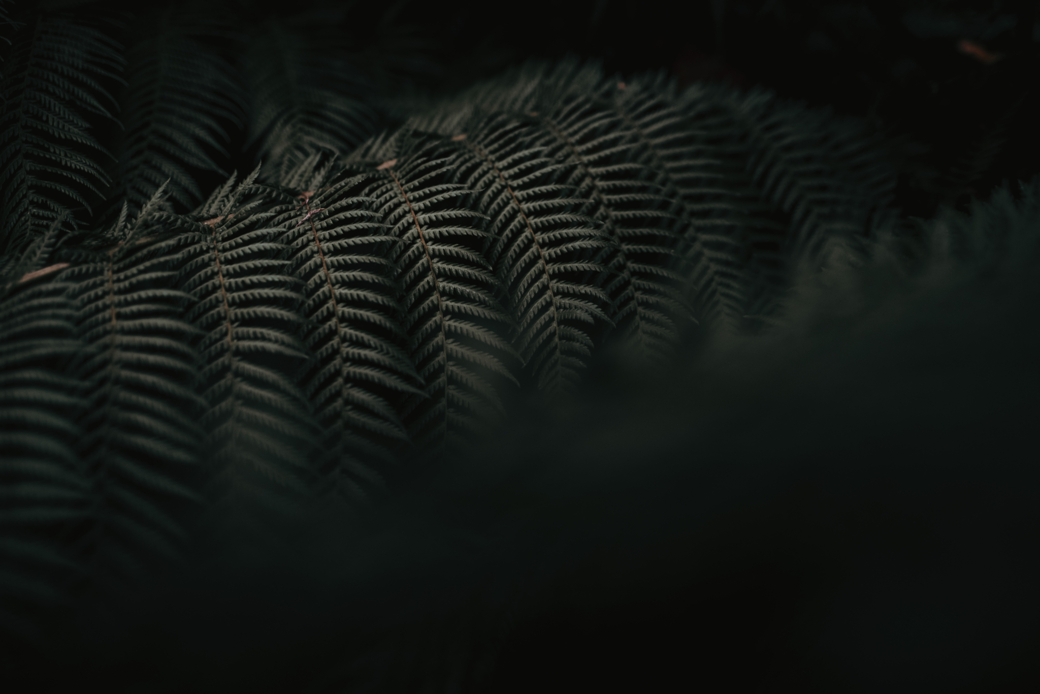 Jongazzignato sgroup 299